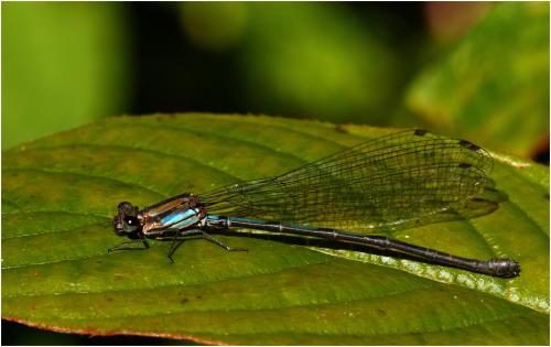 Argia medullaris
