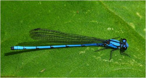 Réf. 184 833 : Argia medullaris