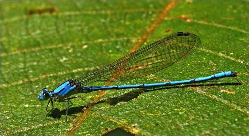 Argia medullaris