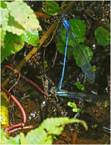 Réf. 184 840 : Argia medullaris