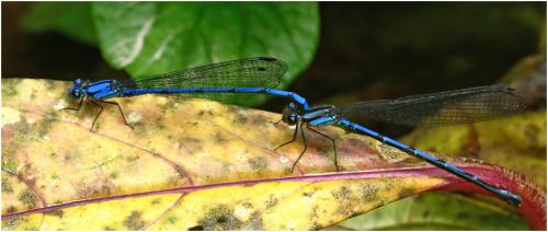 Réf. 184 837 : Argia medullaris