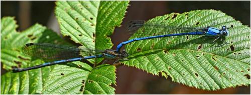 Réf. 184 838 : Argia medullaris