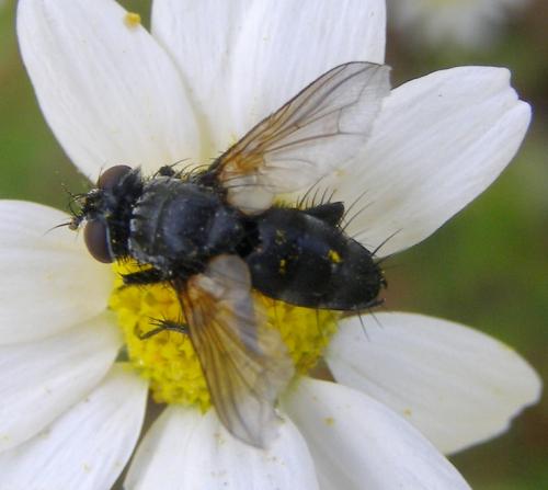 Réf. 184 660 : Labigastera sp.
