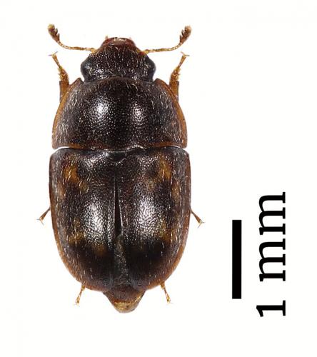 Cryptarcha strigata