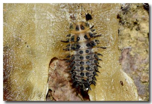 Exochomus quadripustulatus