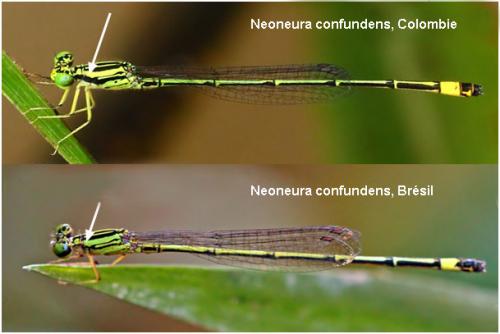 Neoneura confundens