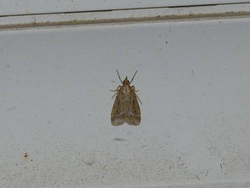 Réf. 184 950 : Eudonia pallida
