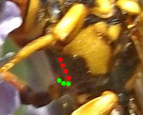 Réf. 184 383 : Nomada pectoralis