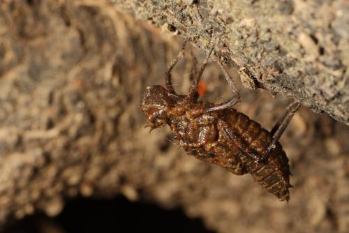 Oxygastra curtisii