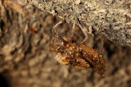 Oxygastra curtisii