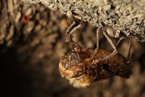 Oxygastra curtisii