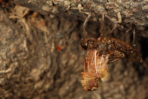 Oxygastra curtisii