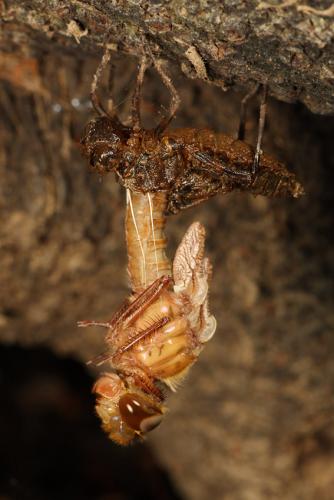 Oxygastra curtisii