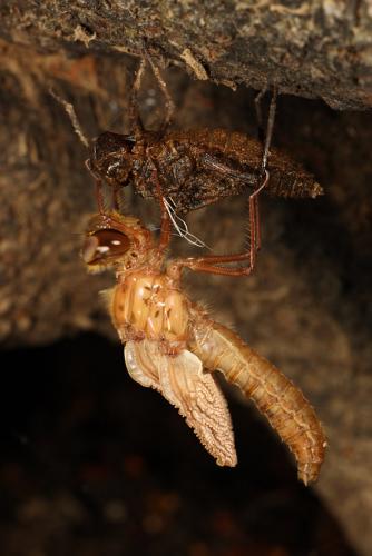 Réf. 184 874 : Oxygastra curtisii