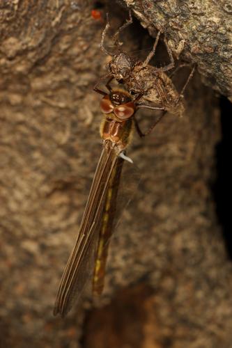 Oxygastra curtisii