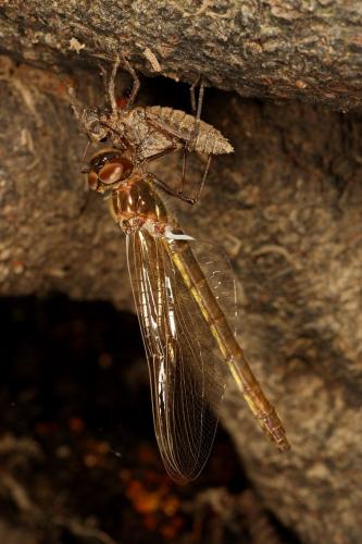 Oxygastra curtisii
