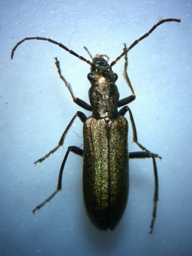 Chrysanthia viridissima