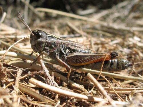 Omocestus antigai antigai