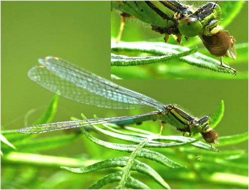 Erythromma lindenii