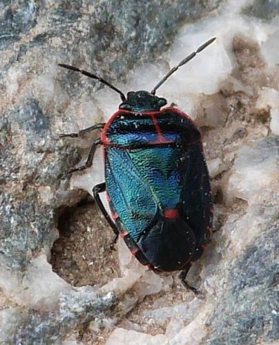 Eurydema rotundicollis