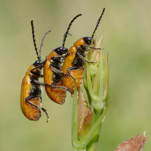 Réf. 184 757 : Exosoma lusitanicum