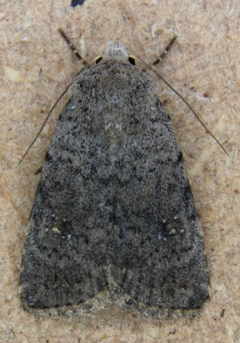 Réf. 184 550 : Caradrina sp.
