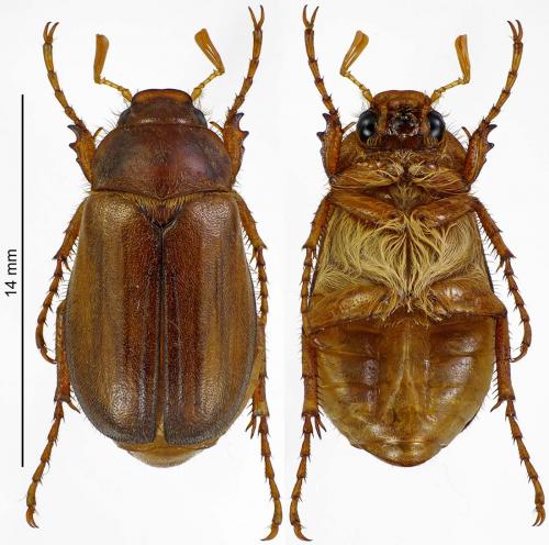 Amphimallon majale