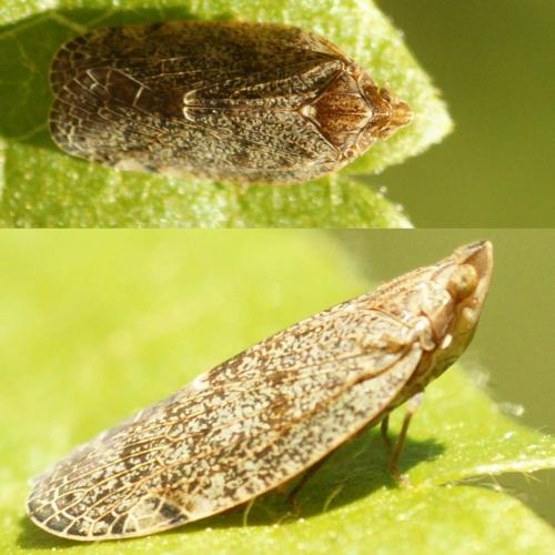 Réf. 184 447 : Cixidia pilatoi