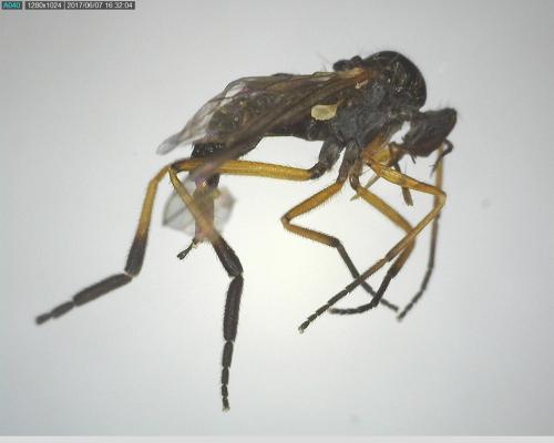 Empis nigritarsis