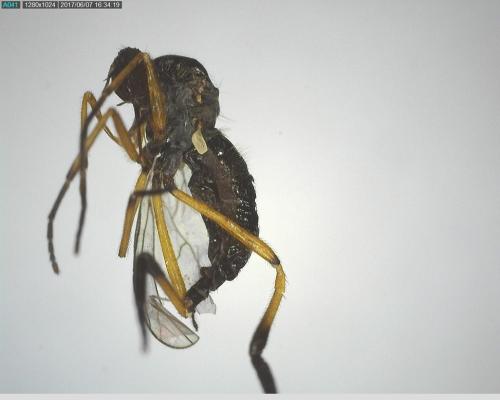 Empis nigritarsis