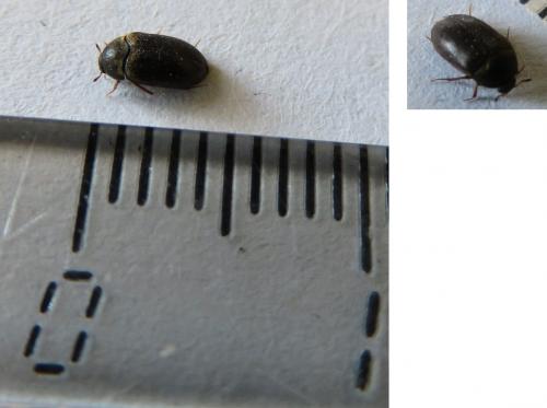 Attagenus sp.
