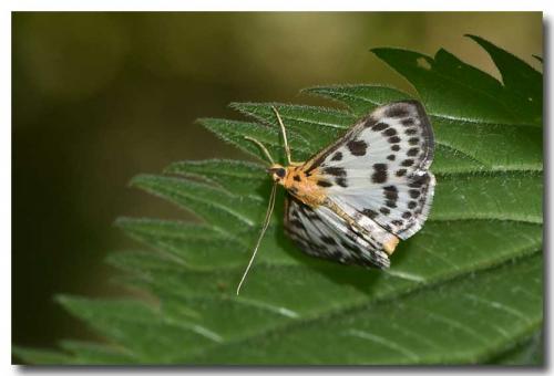 Réf. 184 336 : Anania hortulata
