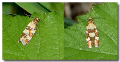 Aethes tesserana