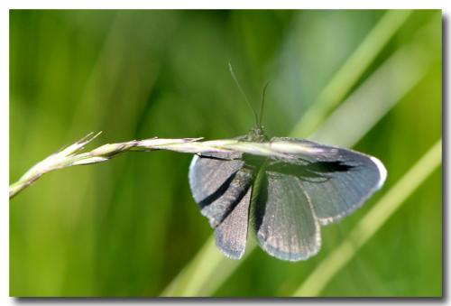 Odezia atrata