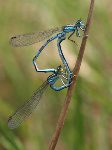Coenagrion mercuriale