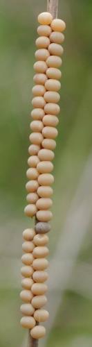 Réf. 184 764 : Libelloides coccajus