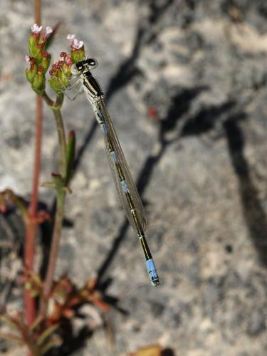 Réf. 184 214 : Coenagrion caerulescens