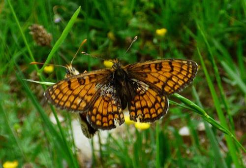 Réf. 184 498 : Melitaea parthenoides