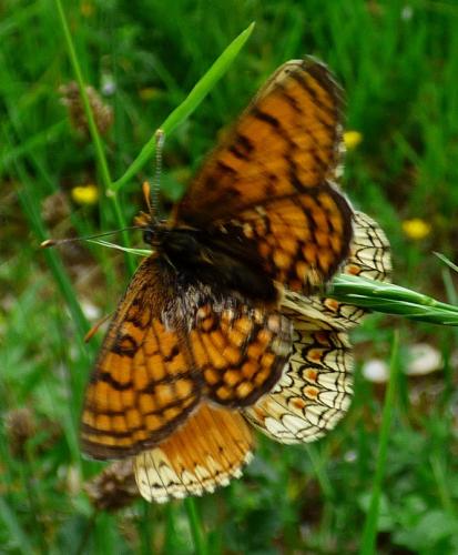 Réf. 184 502 : Melitaea parthenoides
