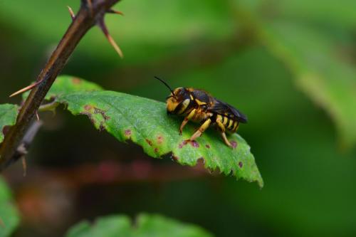 Réf. 184 307 : Anthidium florentinum