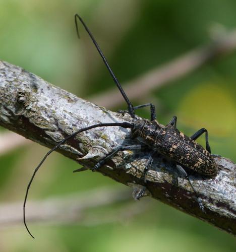 Réf. 184 916 : Monochamus sutor