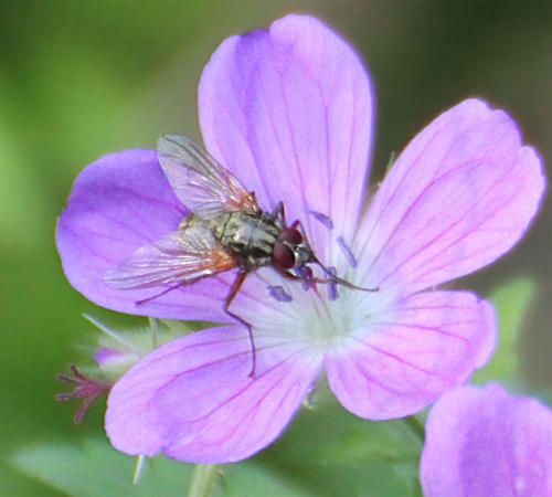 Réf. 184 952 : Mydaea sp.