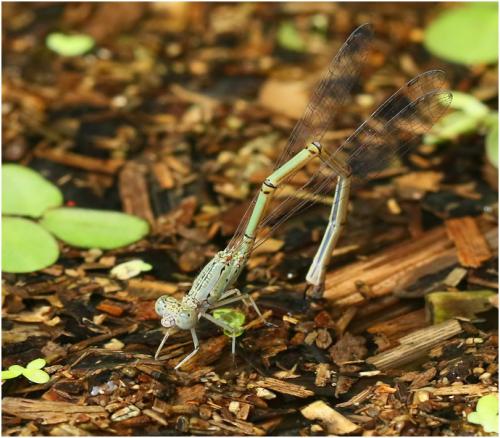 Neoneura confundens