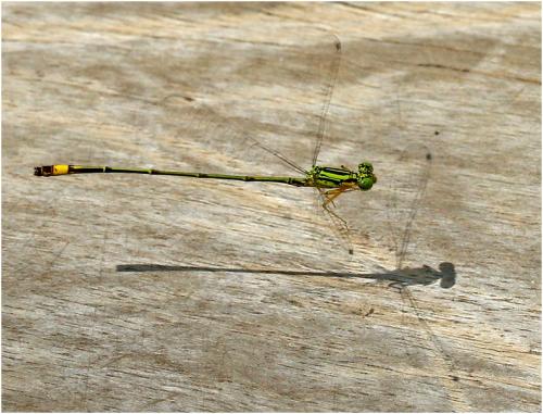 Neoneura confundens