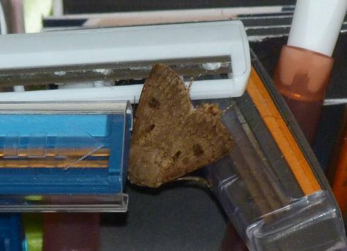 Réf. 184 951 : Agrotis exclamationis
