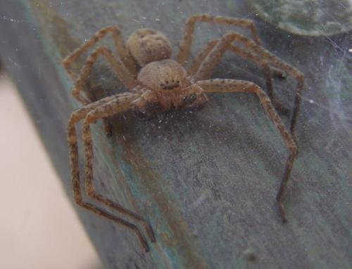 Olios argelasius