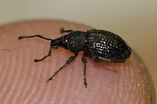 Otiorhynchus sp.