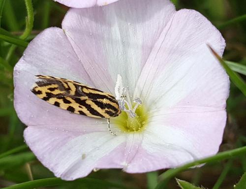 Acontia trabealis