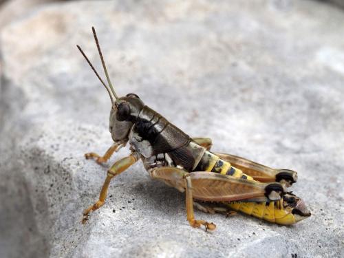 Podisma amedegnatoae