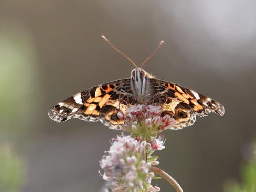 Vanessa virginiensis